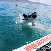 Hmmm... Yummy GoPro!